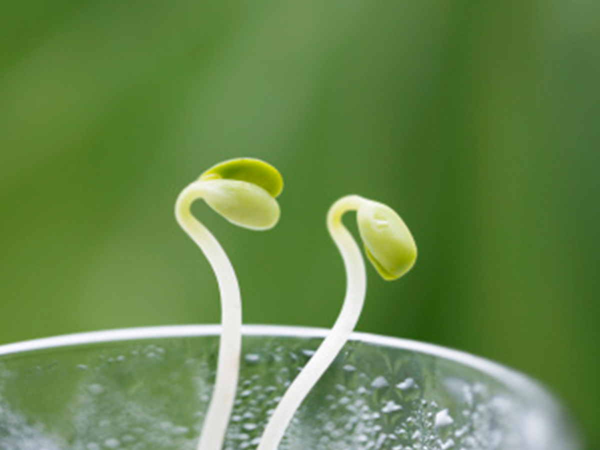 細述豆芽發芽的三個基本條件